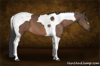 Horse Color:Buckskin Tobiano 