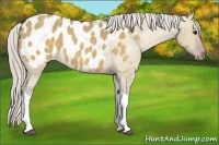 Horse Color:Silver Brown Roan Dun Tobiano Appaloosa 