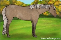 Horse Color:Silver Brown Roan Dun Sabino Rabicano 