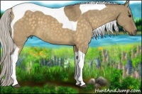 Horse Color:Silver Buckskin Dun Tobiano 