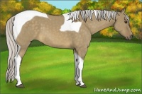 Horse Color:Silver Buckskin Dun Tobiano 