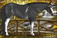 Horse Color:White Spotted Black
