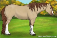 Horse Color:Red Dun 