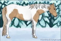 Horse Color:Palomino Tobiano 