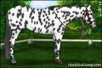 Horse Color:Black Appaloosa