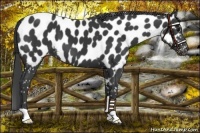 Horse Color:Black Appaloosa