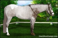 Horse Color:Liver Chestnut Appaloosa 