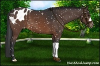 Horse Color:Brown Appaloosa