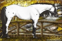 Horse Color:Liver Chestnut Appaloosa 