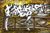 Horse Color:Liver Chestnut Near Leopard 