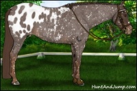 Horse Color:Liver Red Roan Appaloosa 