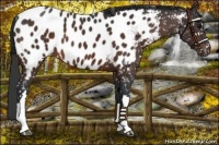 Horse Color:Brown Appaloosa