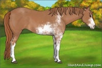 Horse Color:Chestnut Sabino