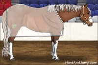 Horse Color:Silver Bay 