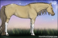 Horse Color:Chocolate Palomino Dun Sabino Tobiano