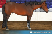 Horse Color:Bay 