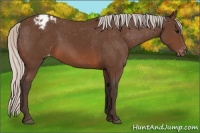 Horse Color:Silver Brown Appaloosa