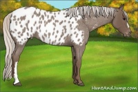 Horse Color:Silver Blue Roan Appaloosa