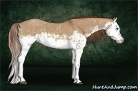 Horse Color:Red Dun Splash  and Red Dun Splash 