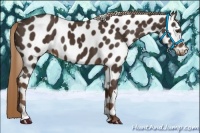 Horse Color:Liver Chestnut Appaloosa