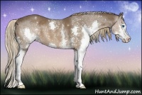 Horse Color:White Spotted Liver Chestnut Splash 