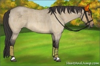 Horse Color:Buckskin Roan Dun 