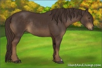 Horse Color:Liver Chestnut Rabicano