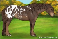 Horse Color:Liver Chestnut Appaloosa 