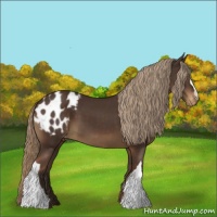 Horse Color:Liver Chestnut Appaloosa 