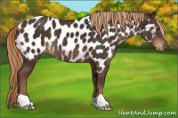 Horse Color:Liver Chestnut Near Leopard