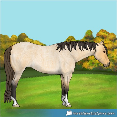 Horse Color:Buckskin Roan Dun 