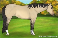 Horse Color:Buckskin Roan Dun