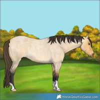 Horse Color:Buckskin Roan Dun 