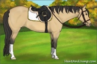 Horse Color:Buckskin Dun 