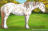 Horse Color:Gold Champagne Appaloosa