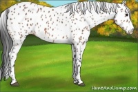 Horse Color:Bay Appaloosa 