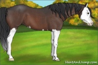 Horse Color:Brown Roan Splash