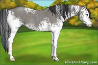 Horse Color:White Spotted Grullo Roan 