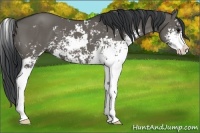 Horse Color:Grullo Sabino 