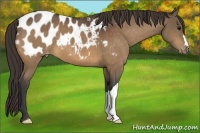 Horse Color:Buckskin Appaloosa 