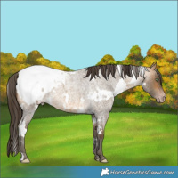 Horse Color:Gray White Spotted Sable Cream Champagne Roan Appaloosa 