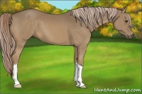 Horse Color:Chocolate Palomino 