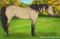 Horse Color:Buckskin Dun 