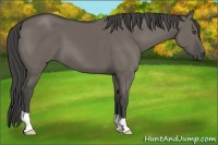 Horse Color:Smoky Grullo