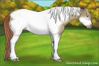 Horse Color:Liver Red Dun Tobiano Frame 