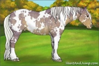 Horse Color:Watercolor White Spotted Silver Black Appaloosa Rabicano