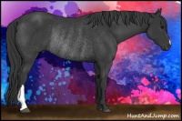 Horse Color:Black Rabicano 