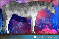 Horse Color:White Spotted Black