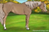 Horse Color:Palomino Sabino
