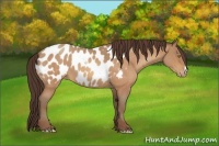 Horse Color:Amber Champagne Roan Near Leopard